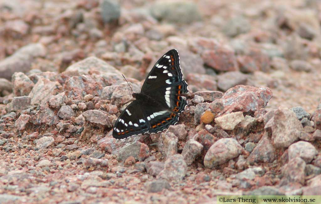 Aspfjäril, Limenitis populi